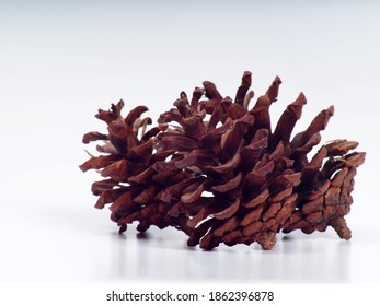 Close up shoot of Pine fruit on a white isolated background