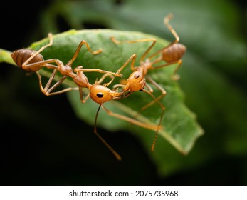 Close up shoot of red ants on a leaf. The “red tree ant”, Oecophylla longinoda occurs in the latter region and is spread throughout the whole of sub-Saharan Africa