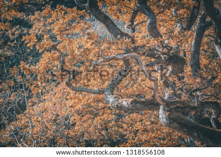 Close up shoot of twisted oak tree covered in yellow leaves at autumn