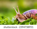 A close up shor of a snail.