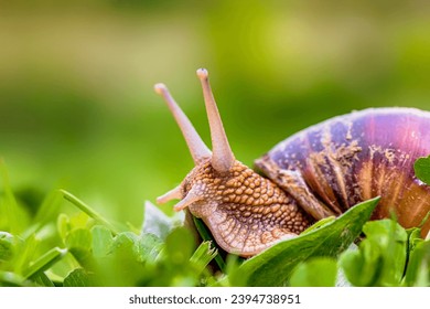 A close up shor of a snail. - Powered by Shutterstock