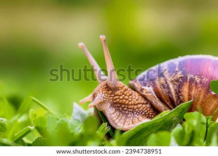 A close up shor of a snail.