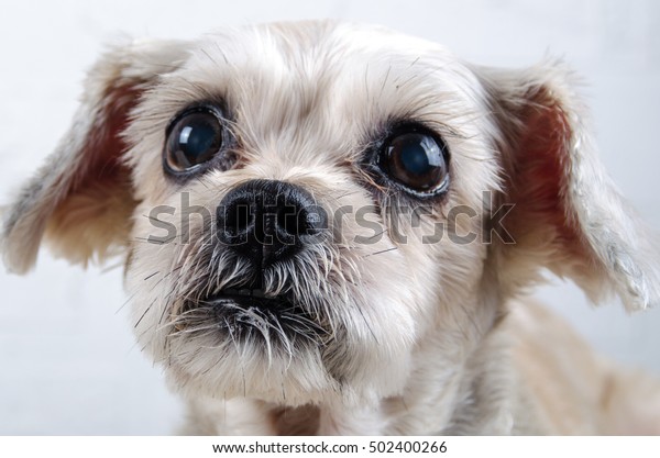 Close Short Hair Mixed Breed Puppy Stock Photo Edit Now 502400266