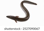 Close Up of Shortfin eel ,Anguilla bicolor isolated on white background