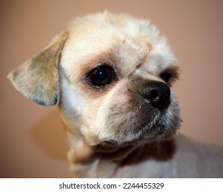 close short-haired shihtzu dog with beige coat on brown background.  side view.  pet.  grooming shihtzu