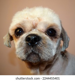 close short-haired shihtzu dog with beige coat on brown background.  front view.  pet.  grooming shihtzu.  look of dogs