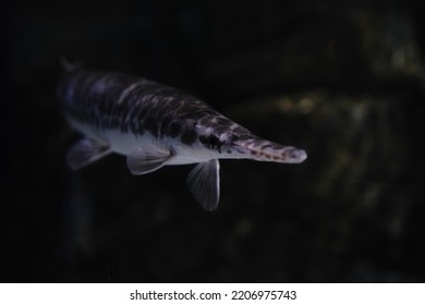 Close Up Of The Shortnose Gar Fish