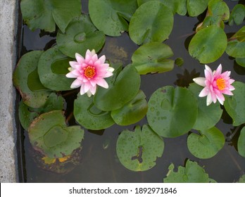 A close shot of 2 beautiful Pink and white Lotus Flower or waterlily  with green leaf in in pond