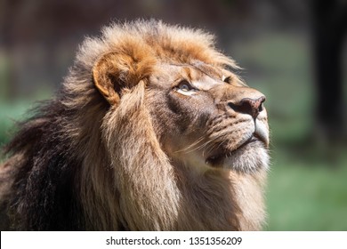 Close up shot of an adult male lion looking up to the sky