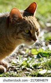 Close Shot Of An African Wild Cat 