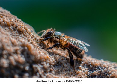 A Close Up Shot Of A Africanized Bee On A Green Blurry Background