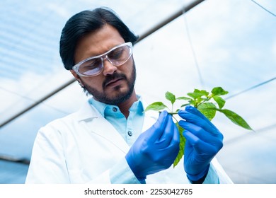 Close up shot of agro scientist or botanist checking plant smaple at greehouse - concept of medical research, biotechnology and research - Powered by Shutterstock