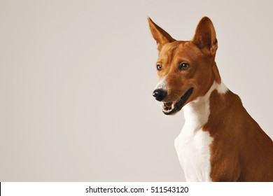 Basenji Dog Licking Nose Showing Teeth Stock Photo 511543372 | Shutterstock