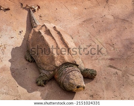 Close up shot of Alligator snapping turtle crawling at Oklahoma