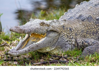 A close up shot of an Alligator. Taken in southern Florida by an estuary. 