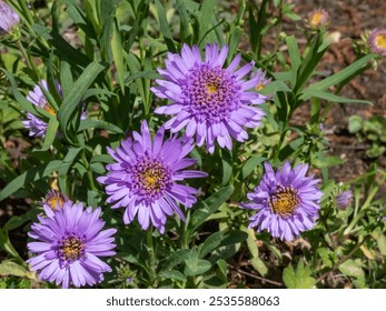 Close up shot of the alpin aster or blue alpine daisy (Aster alpinus) flowering with large daisy-like flowers with blue-violet rays with yellow centers on a sunny day - Powered by Shutterstock