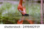 a close up shot of an american flamingo feeding at a wildlife park at fort lauderdale of florida, usa