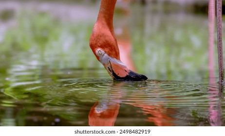 a close up shot of an american flamingo feeding at a wildlife park at fort lauderdale of florida, usa - Powered by Shutterstock