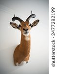 Close up shot of an antelope hunting trophy hanging on a wall.