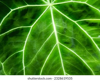 Close up shot of Anthurium crystallinum leaf, a flowering plant in the family Araceae, native to rainforest margins in Central and South America. Elephant ear (Kuping Gajah) texture leaf. - Shutterstock ID 2328619535