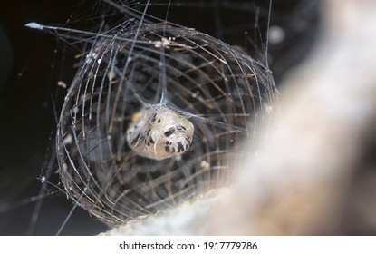 Close Shot Of The Arctiinae Moth Caged Pupae
