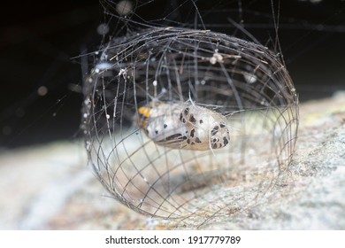 Close Shot Of The Arctiinae Moth Caged Pupae
