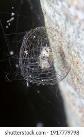 Close Shot Of The Arctiinae Moth Caged Pupae
