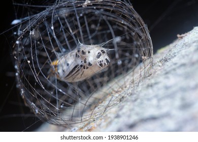 Close Shot Of The Arctiinae Moth Caged Pupae