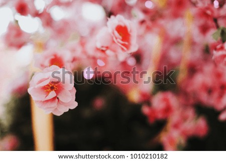 Close up shot of an artificial red and pick sakura flower with red paper note hanging on the sakura branch.Blur and bokeh background.Chinese New Year decoration.