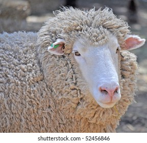 Close Up Shot Of An Australian Adult Merino Sheep