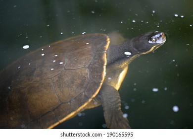 Close Shot Australian Murray River Turtle Stock Photo 190165595 ...