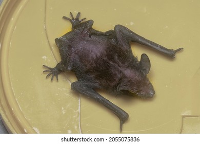 Close Shot Of The Baby Black Bat