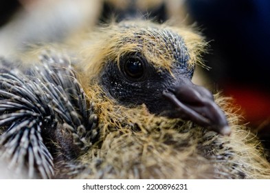 Close Up Shot Of A Baby Pigeon (squabs) With Eyes Open And Sharp. Yellow And Black Feather And About 1 Or 2 Week 