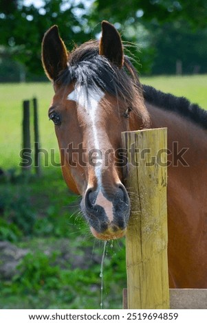 Similar – long face, little horse