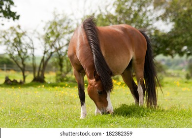 Close up shot of beautiful bay pony grazing in the Shropshire countryside.