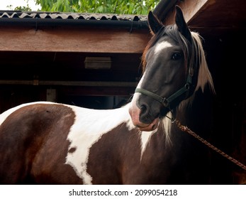 Close up shot of beautiful black and white horse standing on stable yard looking alert and stunning.