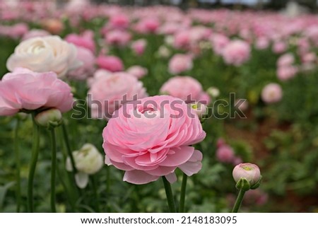 Close up shot of a beautiful blossoming ranunculus bud in the field. Persian buttercup flower farm at springtime blooming season. Copy space for text, colorful background.