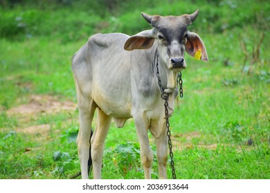 close up shot of beautiful indian cow