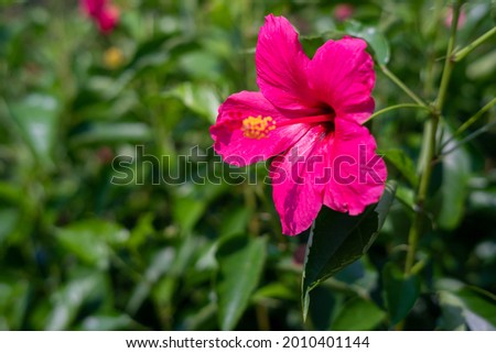 Close up shot of beautiful pink hibiscus flowers in the sun. Selective focus