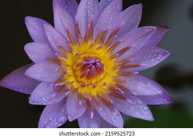 A close up shot of beautiful purple waterlily.  Waterlily (Nymphaea, teratai) is the genus name for aquatic plants of the Nymphaeaceae tribe. 