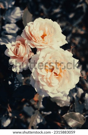 Close up shot of beautiful roses called 