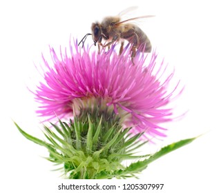 Close Up Shot Of A Bee On A Flower Isolated On White Background.