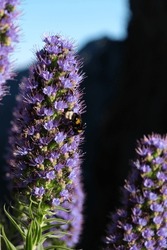 Close Up Shot Of A Bee On The Pride Of Madeira Flower (Echium Candicans), Taken On The Pico To Pico Hike