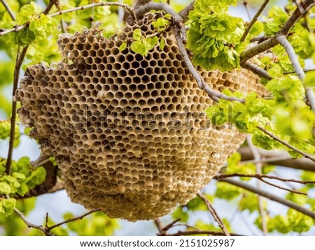 Close up shot of beehive on tree at Oklahoma