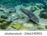 Close shot of beluga sturgeon fish in the aquarium.