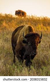 A close up shot of bison or buffalo at sunset