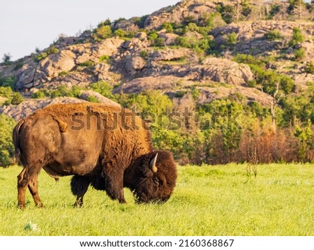Close up shot of Bison eating grass at Oklahoma