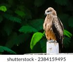 A close up shot of the blacck kite sitting isolated. The black kite (Milvus migrans) is a medium-sized bird of prey in the family Accipitridae, which also includes many other diurnal raptors.