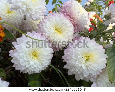 A close up shot of a blossoming White Dahlia flower (Boom Boom White Flower) in a green garden with a summer vibe