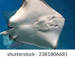 A close up shot of the bottom of a stingray swimming in the ocean